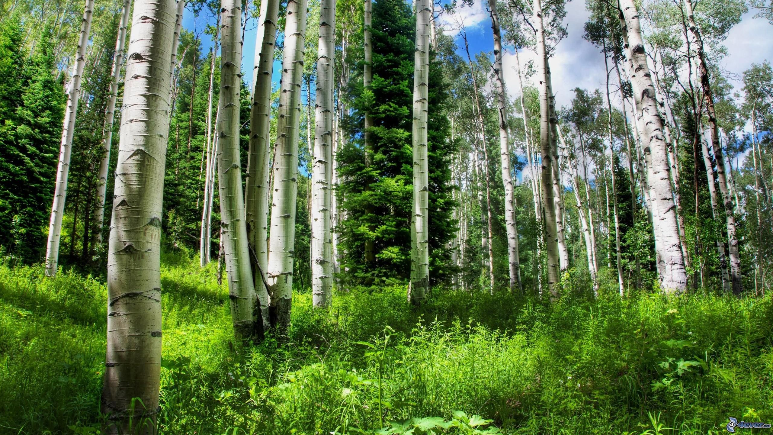 forêt bouleau